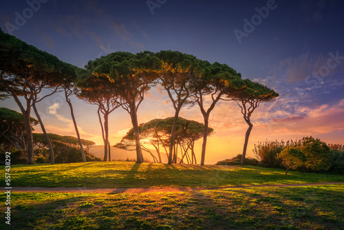 Stone pines group close to sea and beach. Baratti, Tuscany.