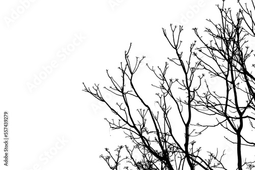 silhouette of a tree