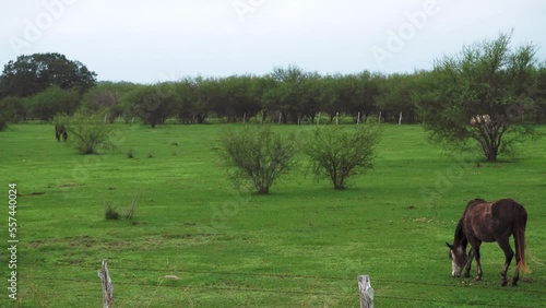 Horses grazing in a pasture
