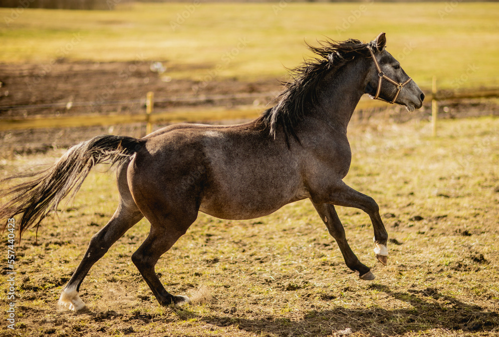 Brown grey stallion running in sun