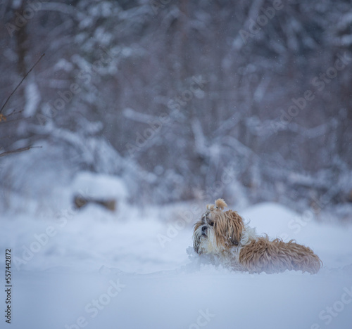 Quadro su tela shih tzu dog runs through deep snow in winter