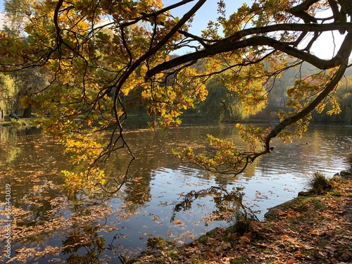 autumn tree over the water