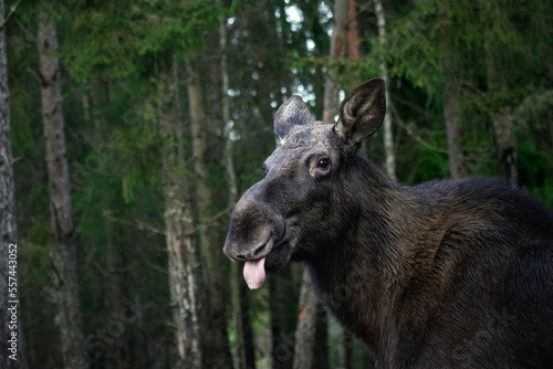 Fototapeta Naklejka Na Ścianę i Meble -  Funny moose sticking out tongue in forest. Selective focus.