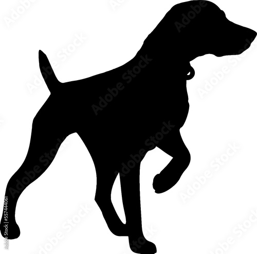 German shorthair pointing dog