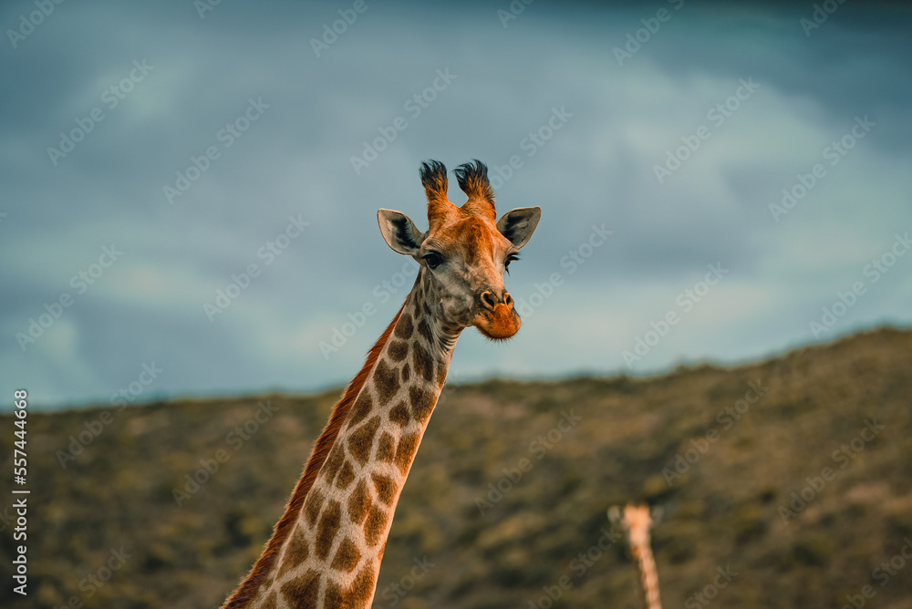 Fototapeta premium Giraffe in the Wild. South Africa Safari