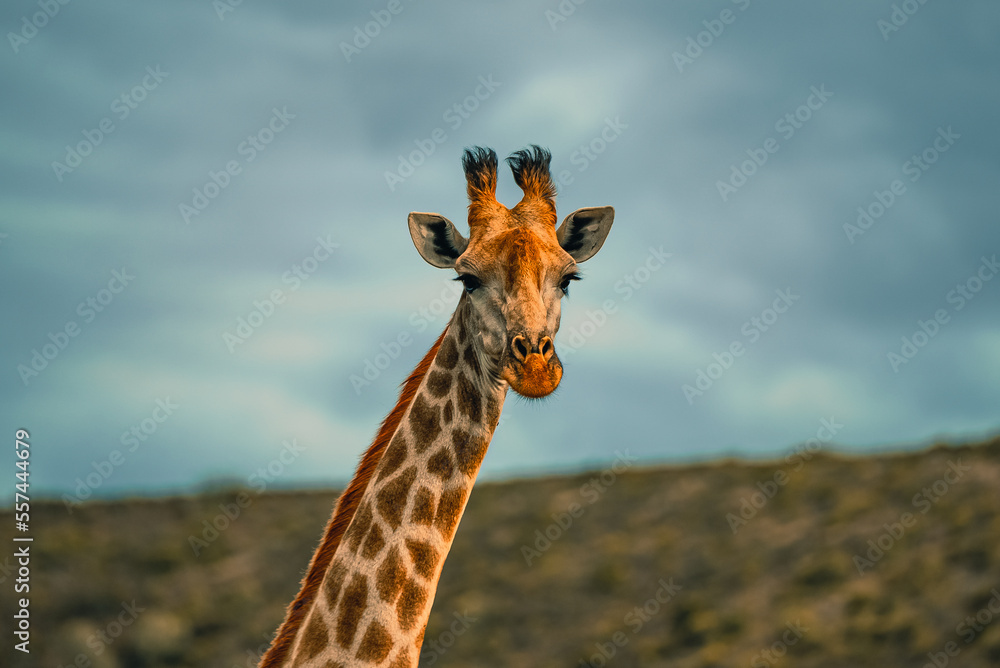 Naklejka premium Giraffe in the Wild. South Africa Safari