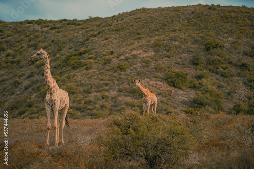 Amazing giraffe family walking across the African savannah