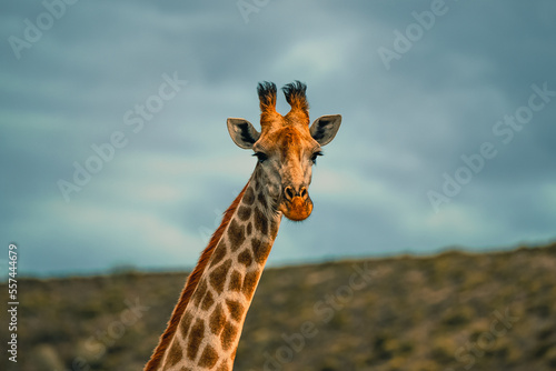 Giraffe in the Wild. South Africa Safari