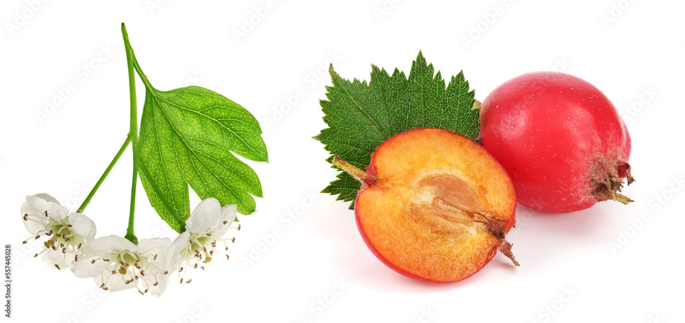 Hawthorn or Crataegus monogyna branch with flowers isolated on a white background Hawthorn or Crataegus monogyna branch with flowers isolated on a white background