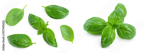 Fresh basil leaf isolated on white background with full depth of field. Top view. Flat lay
