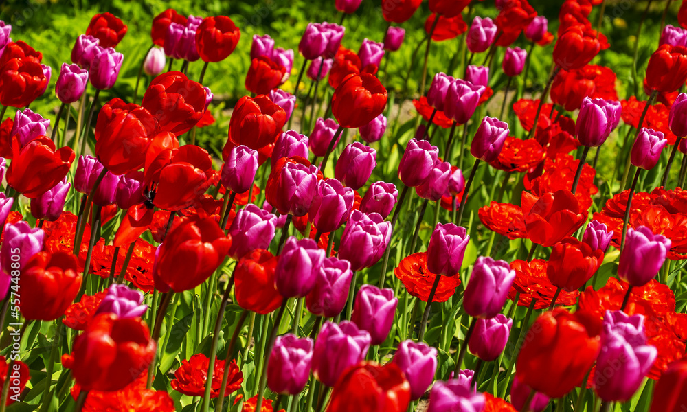 Bright red tulips close-up on a green background. Bright red tulips close-up on a green background.