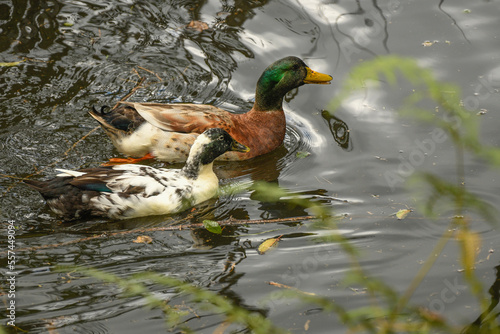 Domestic Duckson swiming on a pond