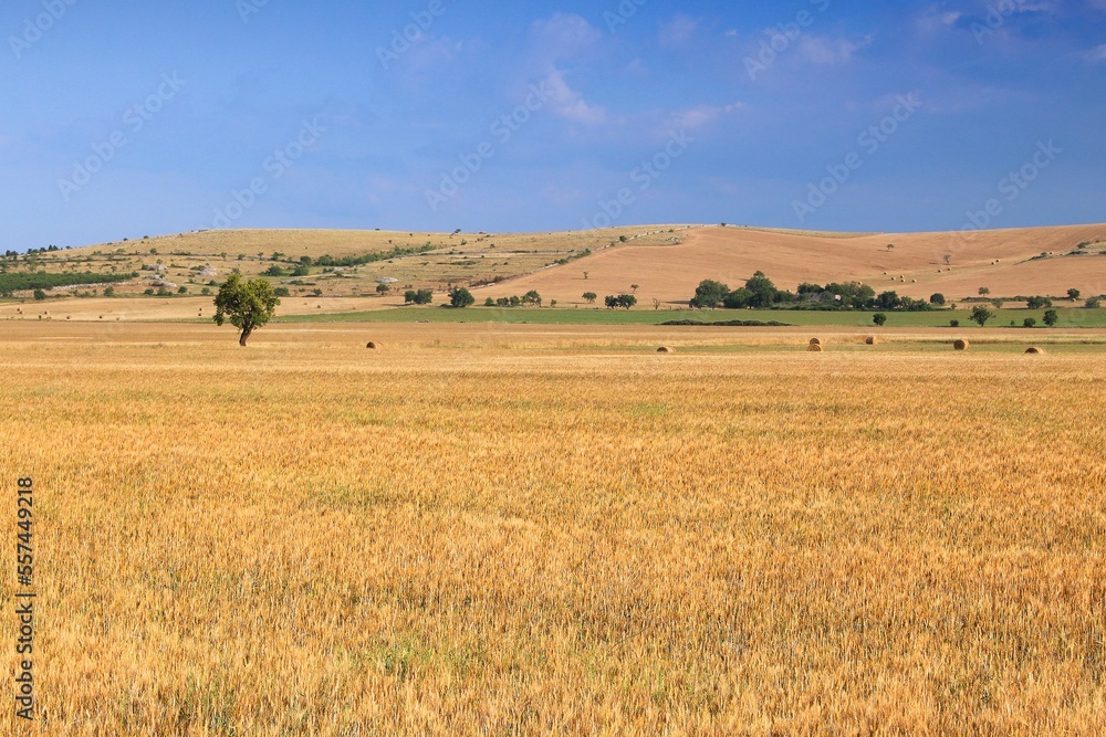 Harvest time in Italy - wheat fields and straw bales on a field in Apulia region.