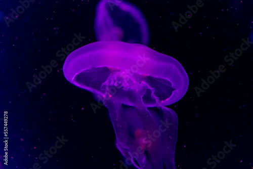 暗闇の中を泳ぐ、赤と紫のカラフルなクラゲ