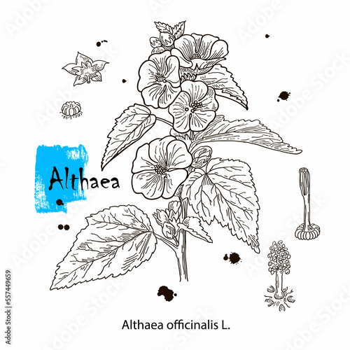 Althaea officinalis, or common marshmallow - medicinal herb. Hand drawn botanical vector illustration