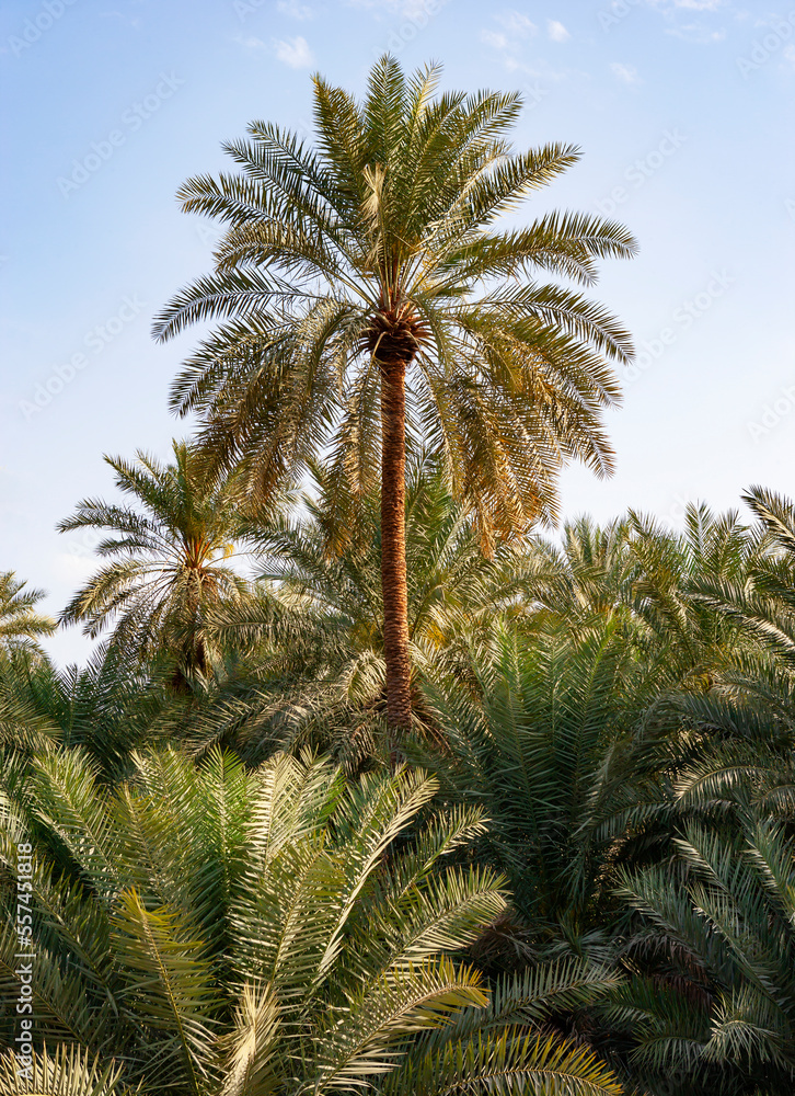 Palmenoase in Samail,Oman,
