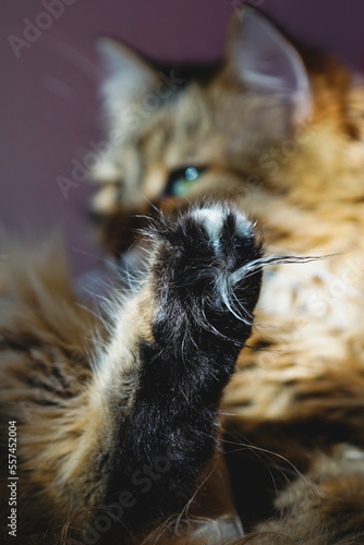 Beautiful long haired cat. Selective focus on fluffy paw. Siberian breed.