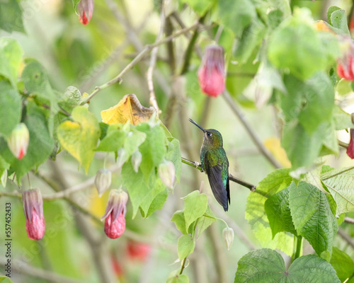 Heliodoxa Jacula, Green crowned Brilliant feeding photo