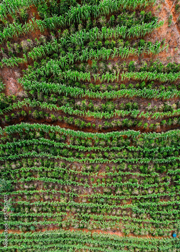Aerial drone view of a coffee plantation in Manhuacu, Minas Gerais, Brazil