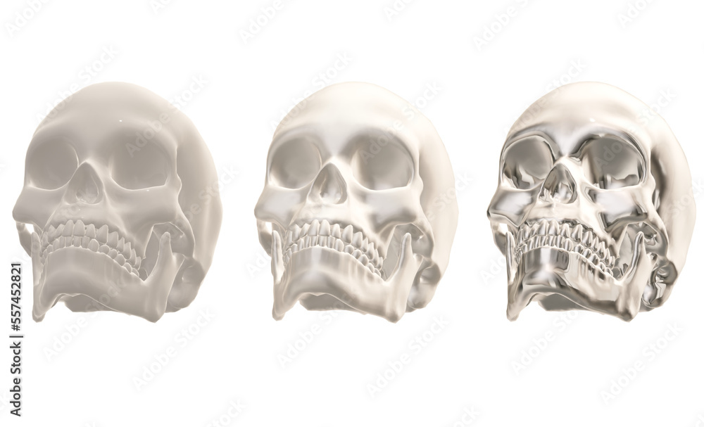 skull skeleton human skull skeleton human