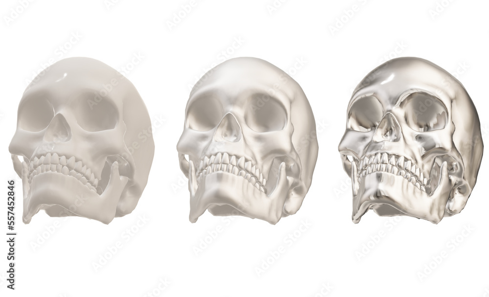 skull skeleton human skull skeleton human