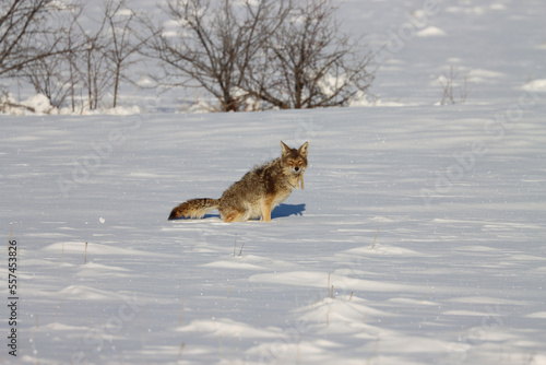 coyote with winter fur sitting in snow staring