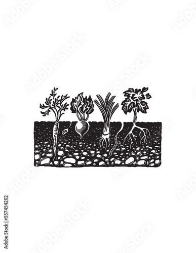 garden vegetables growing