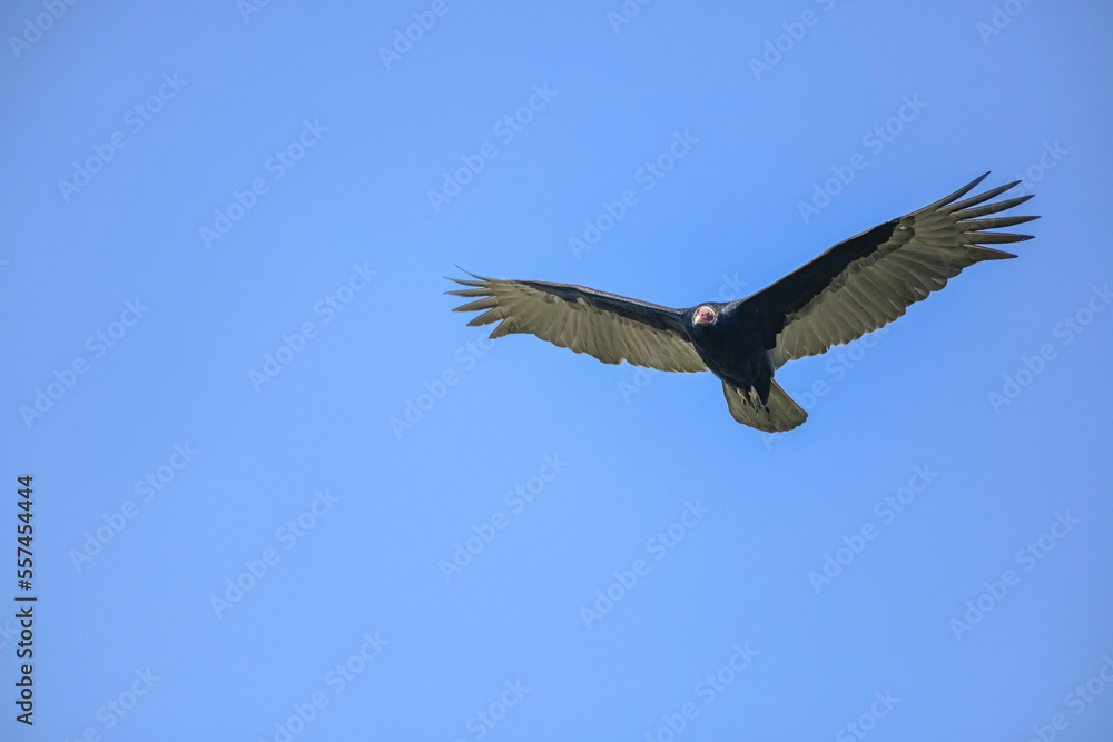 Lesser Yellow Vulture, Cathartes Burrovianus soaring Lesser Yellow Vulture, Cathartes Burrovianus soaring