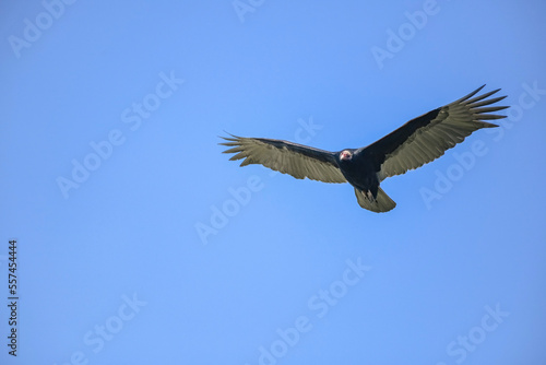 Lesser Yellow Vulture, Cathartes Burrovianus soaring