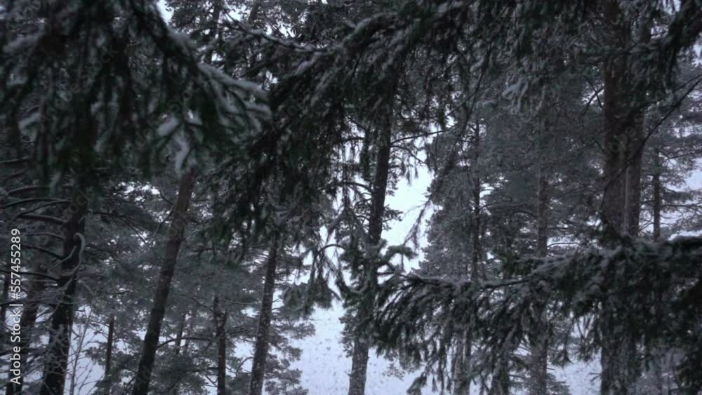 Winter landscape, young pine trees, fluffy snow is slowly falling. New Year. Winter landscape, young pine trees, fluffy snow is slowly falling. New Year.