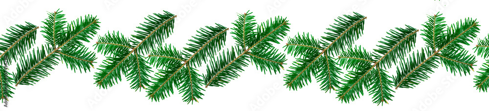 Panoramic pattern green fir branches on a white background.