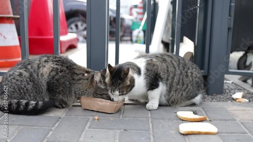 Stray cats eating on the street. A group of homeless and hungry street cats eating food given by volunteers. Feeding a group of wild stray cats, animal protection and adoption concept. photo