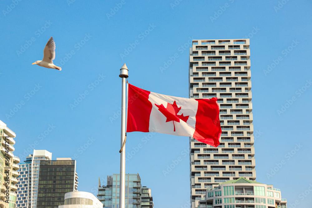 Granville Island BC, Canada- October 13, 2022: Canadian Flag blowing in the wind against the Vancouver cityscape viewed from Granville Island. Glaucous-winged gull (Larus glaucescens) bird flying by