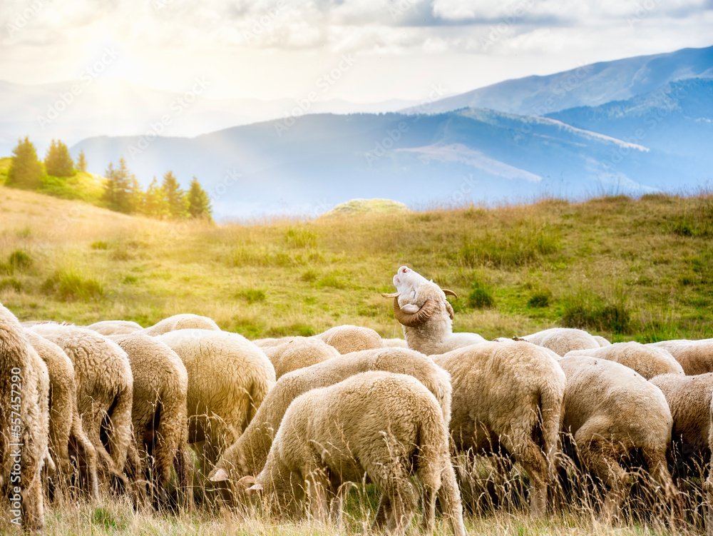 Obraz premium A flock of sheep grazing. Rural mountain landscape with sheeps on a pasture in Carpathian Mountains, Romania.