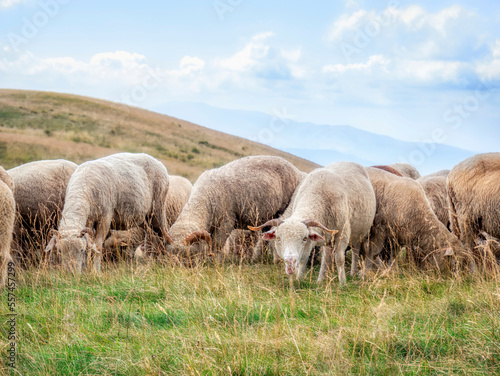 A flock of sheep grazing. Rural mountain landscape with sheeps on a pasture in Carpathian Mountains, Romania.
