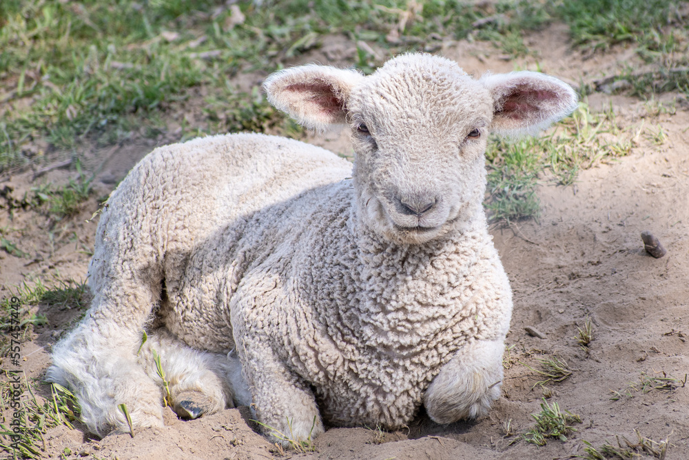 Obraz premium Resting white lamb looking at the camera