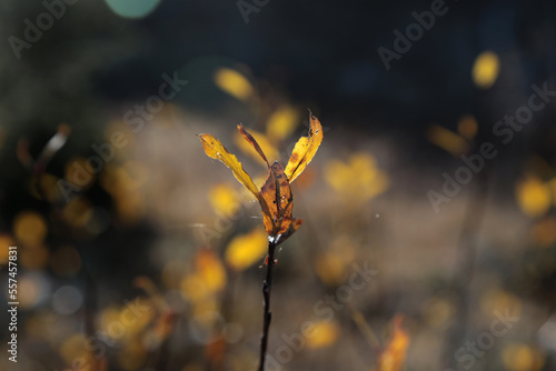 Pflanzen in den Pitztaler Alpen im Herbst in Österreich © klaus