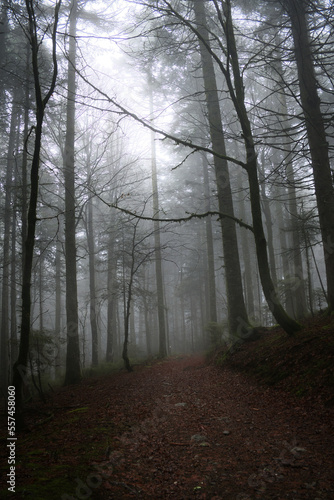Düster und mystisch im Wald