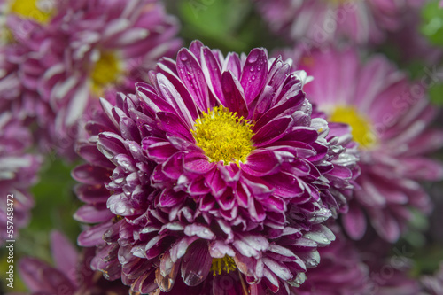 Aster flower close-up