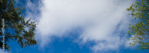Panoramic blue cloudy sky background behind tree branches. High resolution.