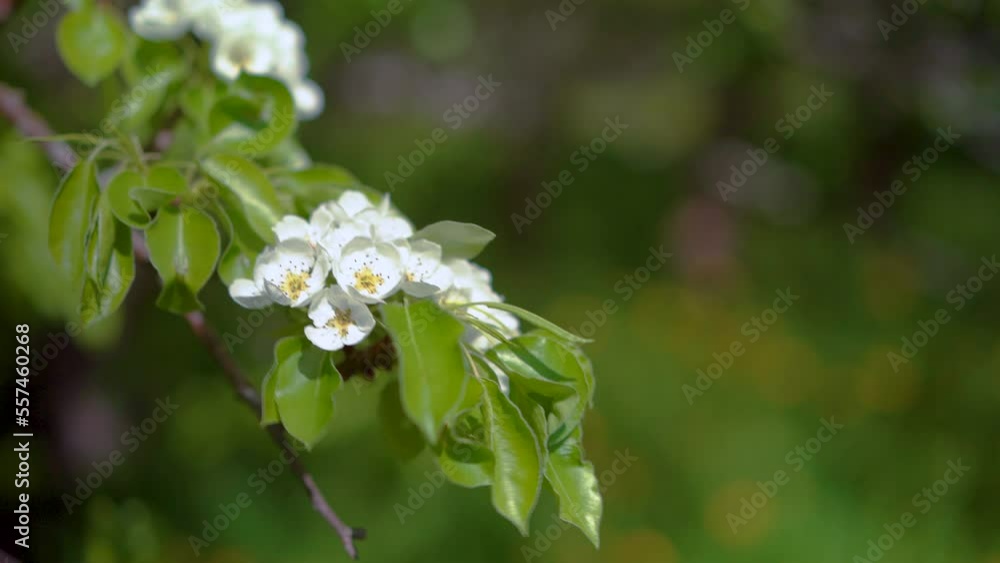 A branch of blooming apple tree on light spring wind. Close up of beautiful white flowers. A branch of blooming apple tree on light spring wind. Close up of beautiful white flowers.