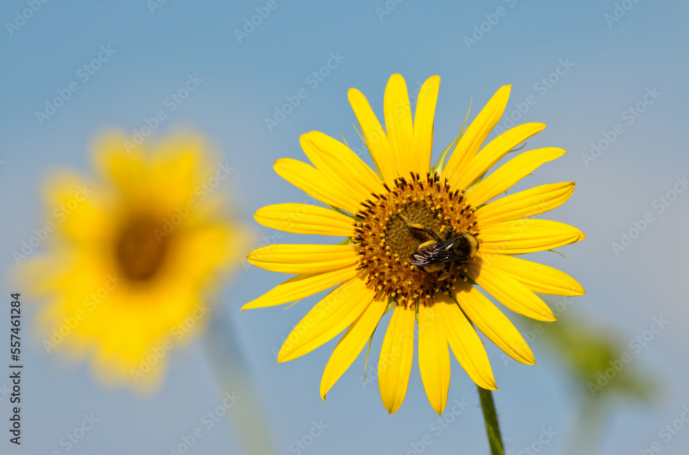 Bumble bee pollinating a sunflower, against blue skies, and another sunflower on the background