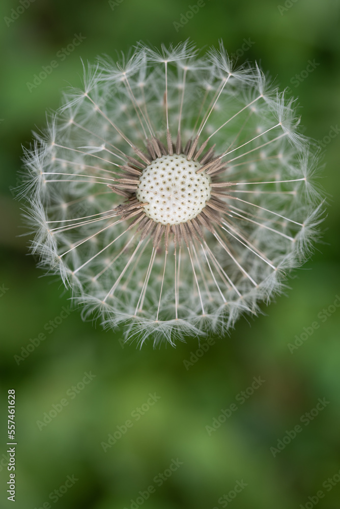 Fototapeta premium A dandelion in spring against a green background, photographed from above. Some of the seeds are already missing.
