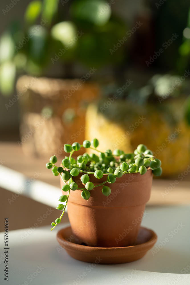 Closeup of Senecio rowleyanus houseplant in terracotta flower pot at home, sunlight. String of pearls. Shallow depth of field Closeup of Senecio rowleyanus houseplant in terracotta flower pot at home, sunlight. String of pearls. Shallow depth of field