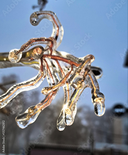 Tree branches covered with ice after freezing rain