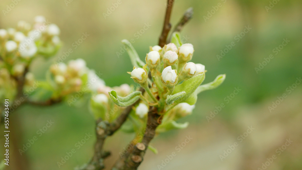 Naklejka premium Pear flower blossom fruit tree growing bloom bud red branch orchards garden spring trees Pyrus communis leaves leaf close-up detail or macro buds, blossoming farm flowering Europe