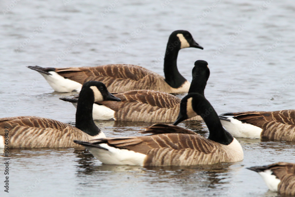 A flock of Canadian Geese on a lake. This photo was taken on a cold December morning. A flock of Canadian Geese on a lake. This photo was taken on a cold December morning.