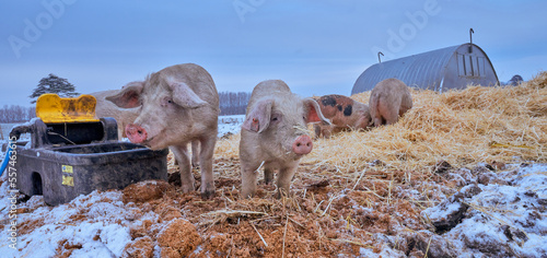 Free range pigs in snow