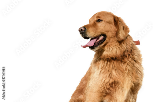Tela Portrait of a male Golden retriever on a white background