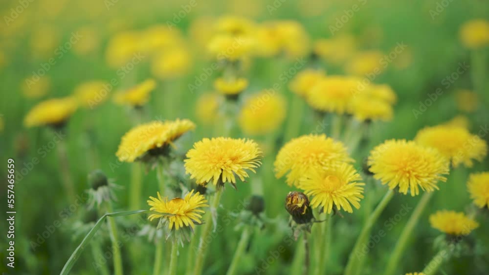 Yellow dandelions on green summer meadow. Nature. Summer concept. Yellow dandelions on green summer meadow. Nature. Summer concept.